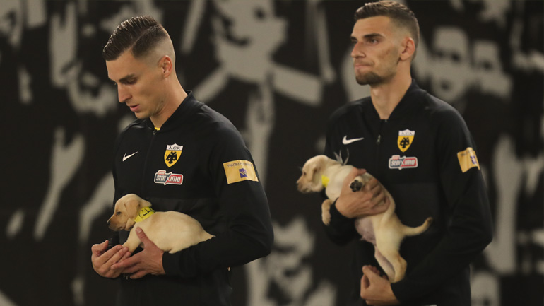 ΑΕΚ: Και παίκτες της ομάδας ενδιαφέρθηκαν να υιοθετήσουν τα αδέσποτα κουτάβια! ΑΕΚ: Και παίκτες της ομάδας ενδιαφέρθηκαν να υιοθετήσουν τα αδέσποτα κουτάβια!